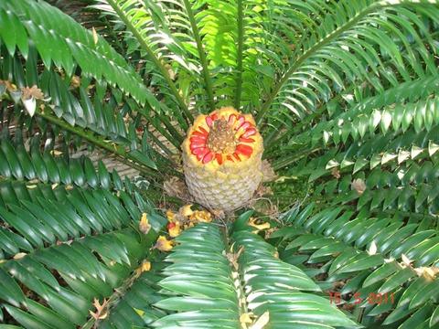 Female cone of a cycad