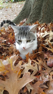 Katryn in autumn leaves