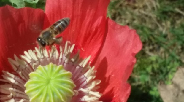 Honey bee pollinating a poppy in Blaauwheim Guest House's garden.